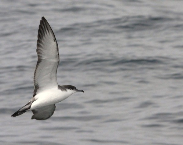 Buller's Shearwater